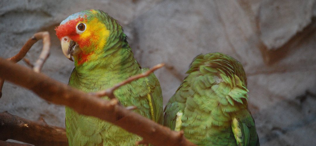 evcil hayvan masrafları