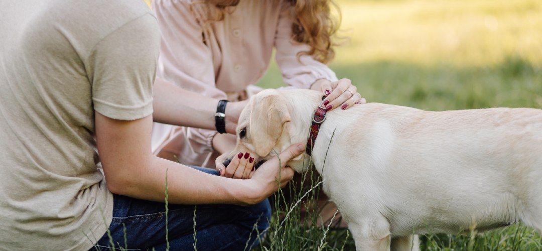 evcil hayvan sorumlulukları