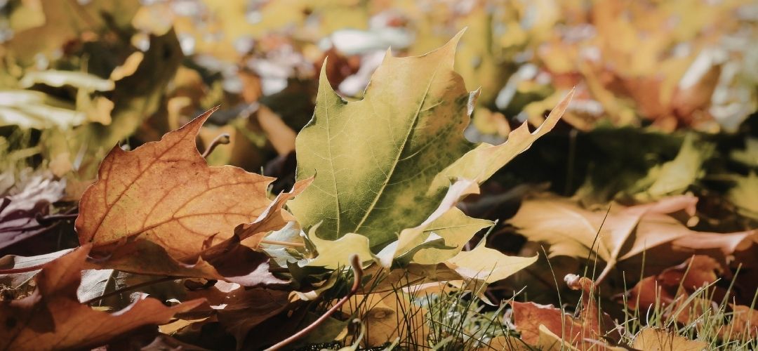 yapraktan kumaş boyası