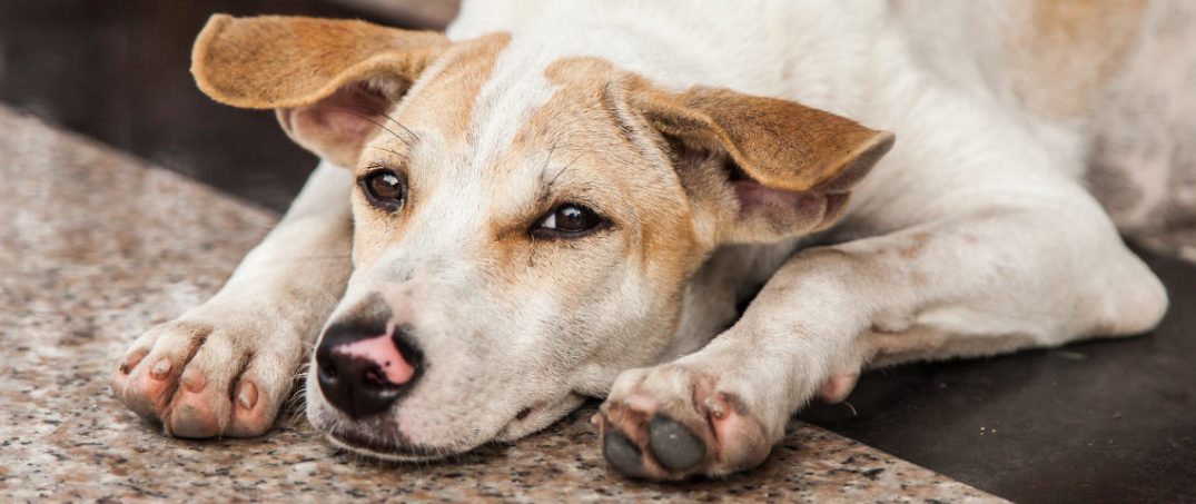 Soğuk Havalarda Sokak Hayvanları İçin Neler Yapılmalı?