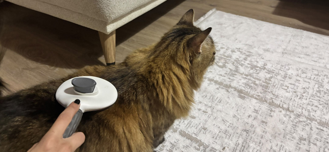 kedi tüy dökülmesi yönetimi