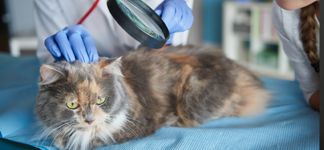 kedi tüy dökmesi nasıl engellenir