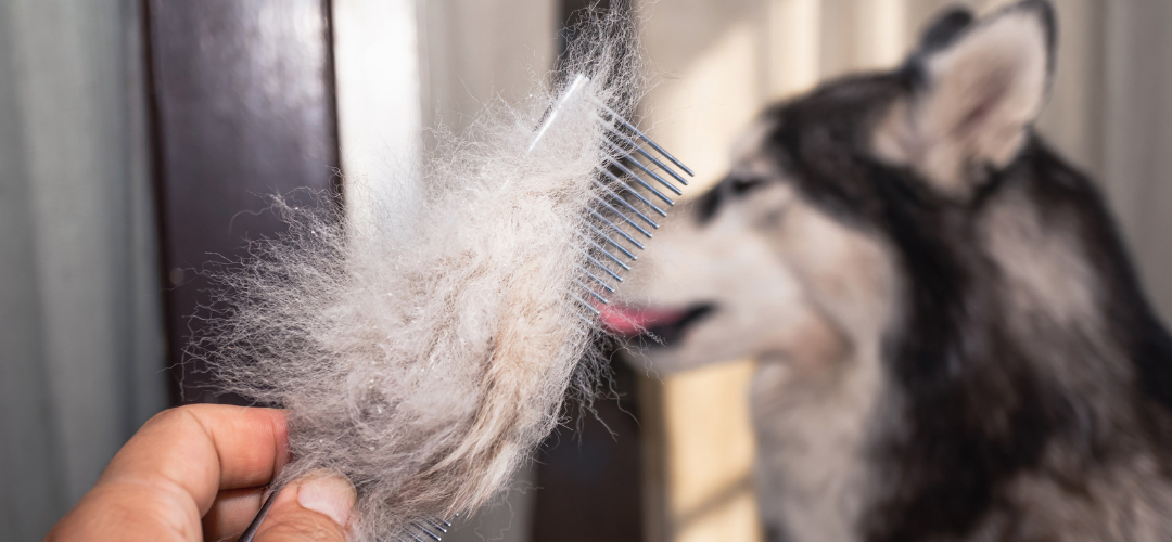 kedi ve köpeklerde anormal tüy dökülmesi belirtileri