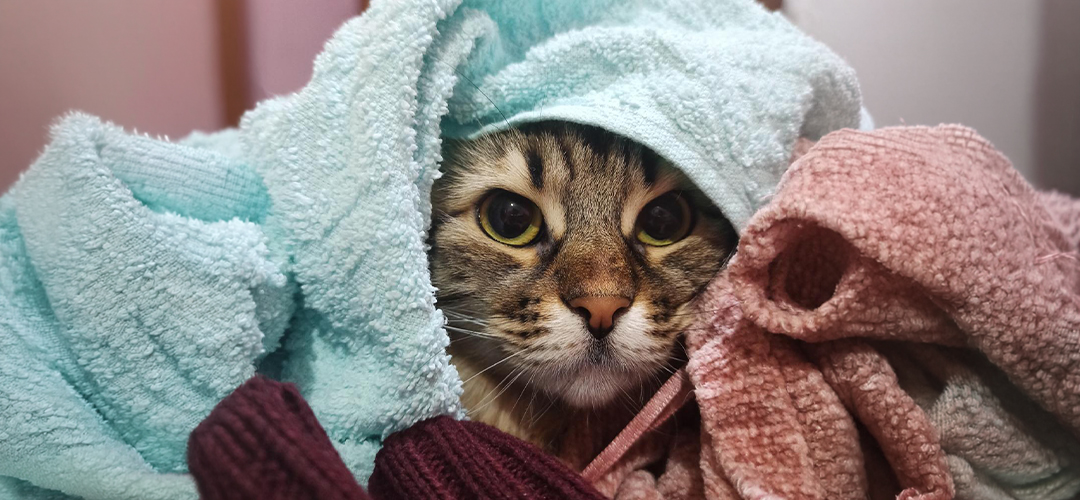 kedi tüy dökümü önleyici
