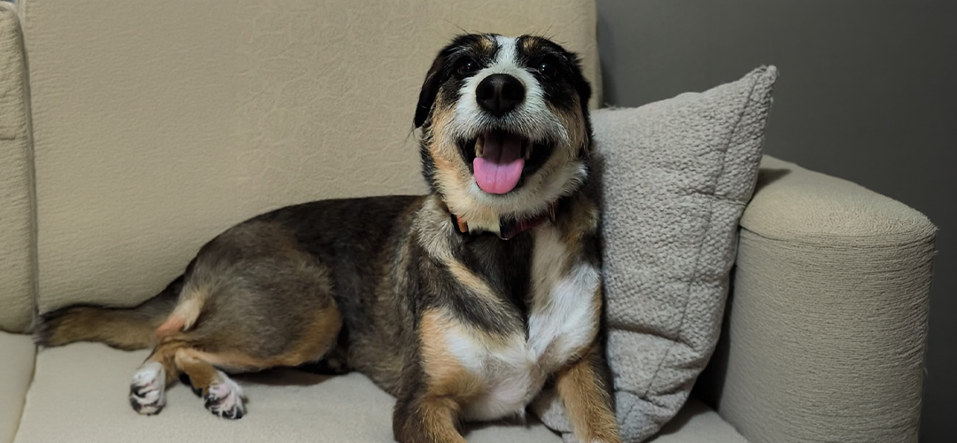 köpek tüy dökmesi nasıl engellenir
